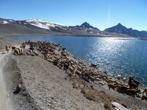 Outra vez, um enorme rebanho de lhamas e ovelhas interrompe nosso caminho, no Parque de Catapata, onde se inicia a Carretera de la Muerte, que desce os Andes em direção à Coroico, na Bolívia